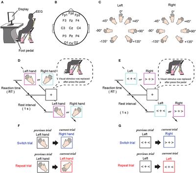 Alpha Phase Synchronization of Parietal Areas Reflects Switch-Specific Activity During Mental Rotation: An EEG Study